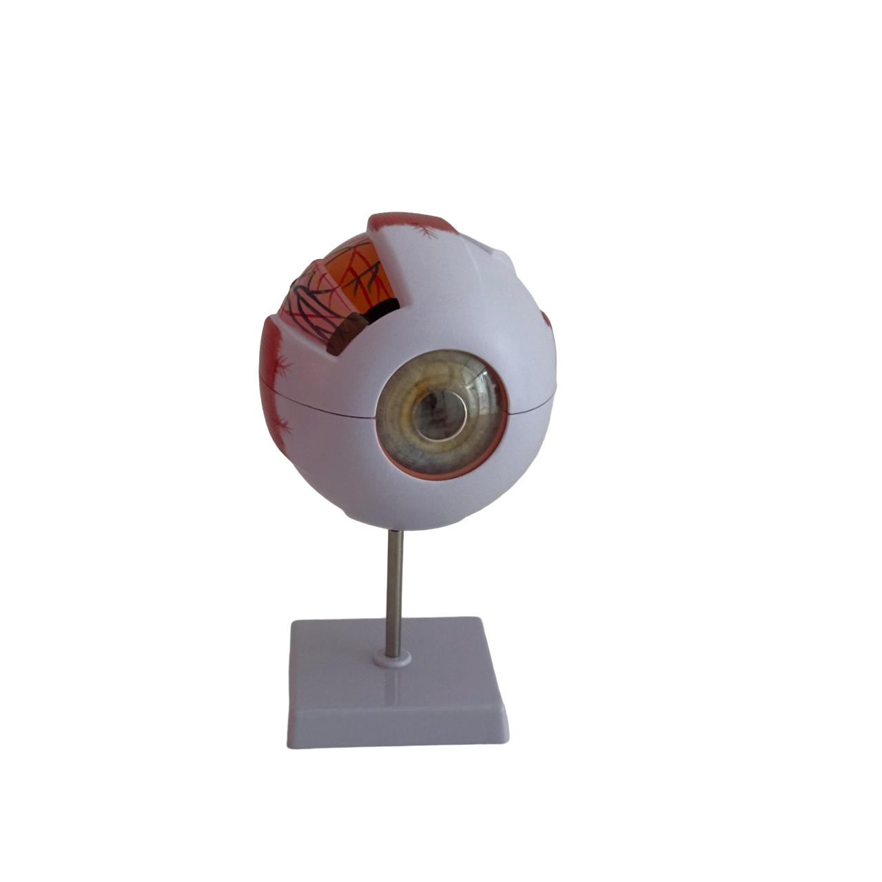 Human eye model 6X