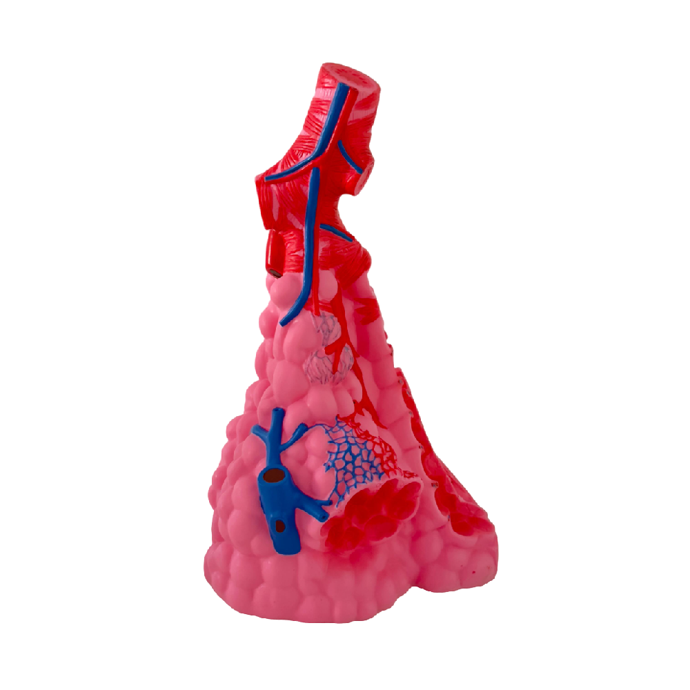 PVC animi resin durable pulmonary alveoli model