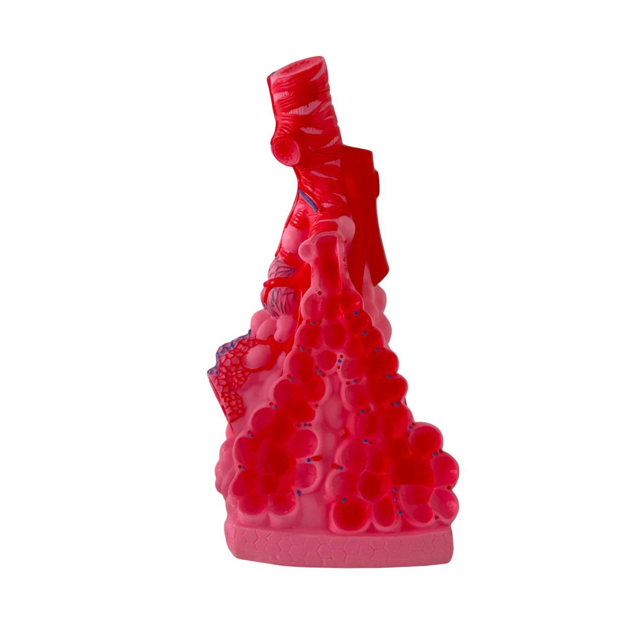 PVC animi resin durable pulmonary alveoli model