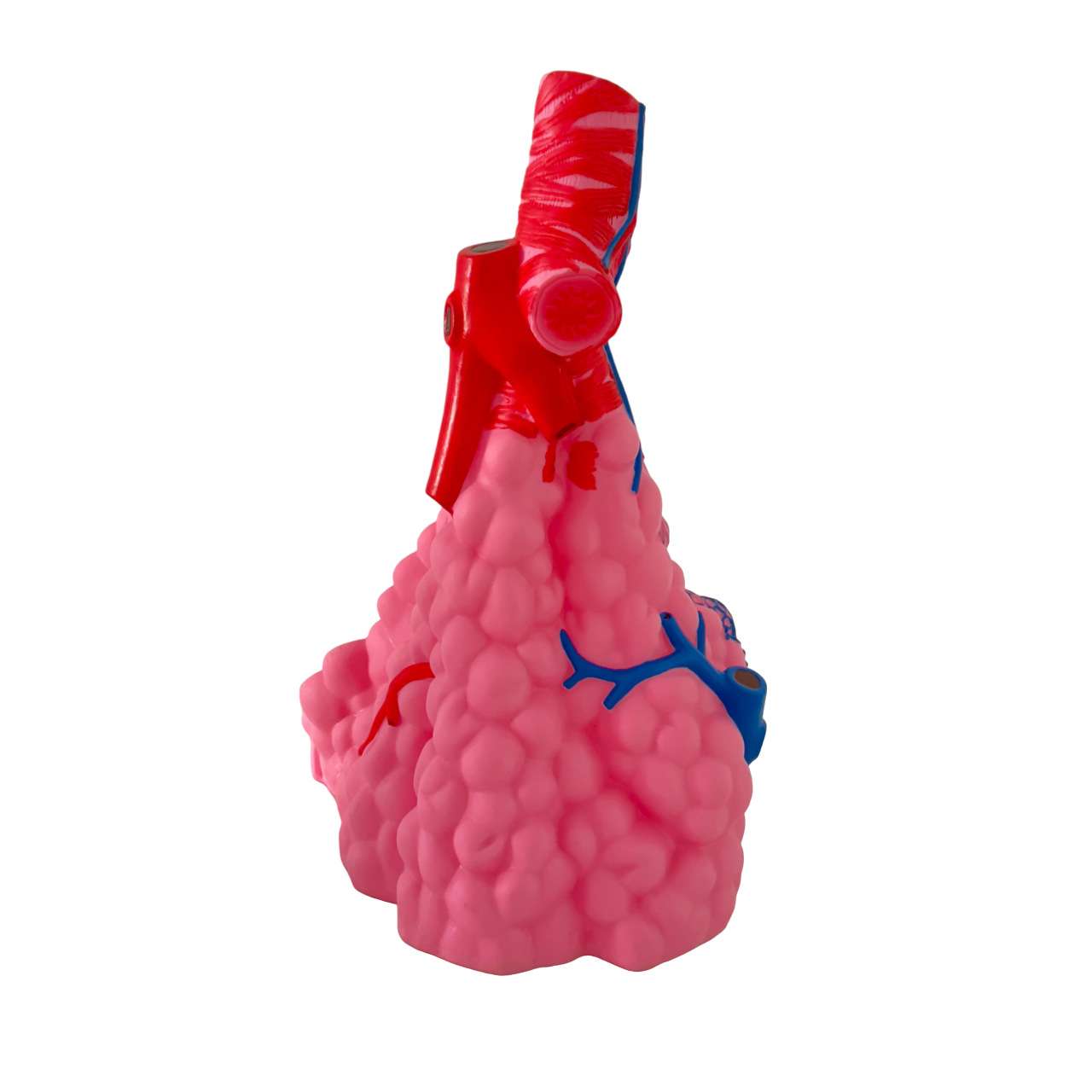 PVC animi resin durable pulmonary alveoli model