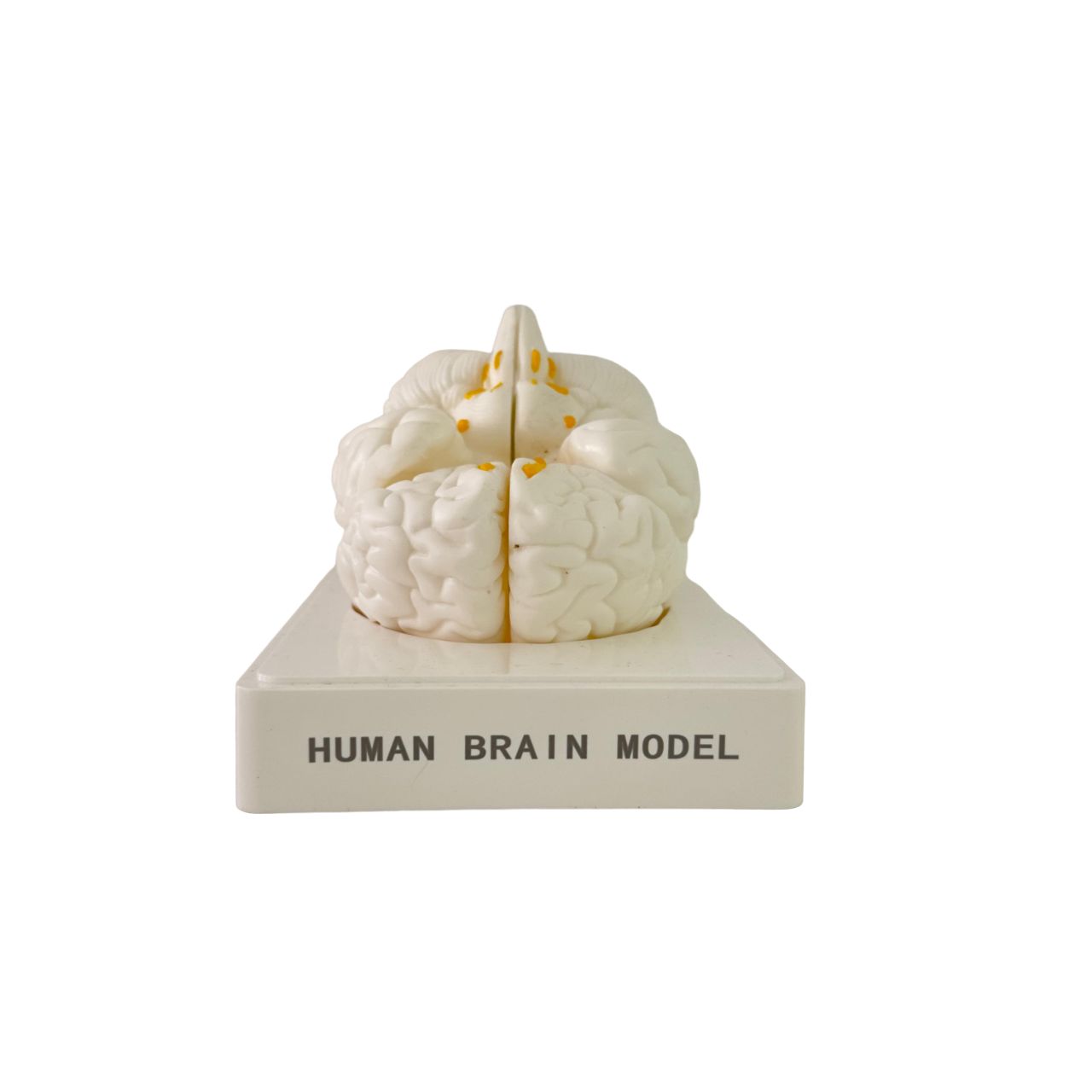 Human brain model