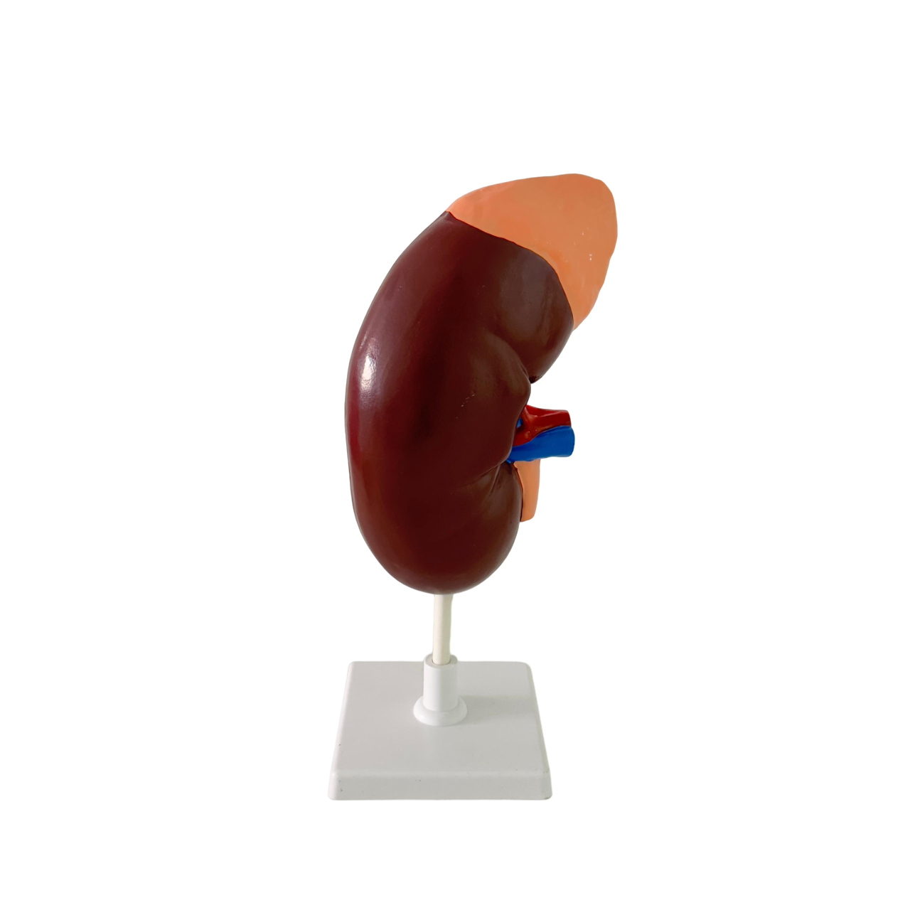 Human kidney model