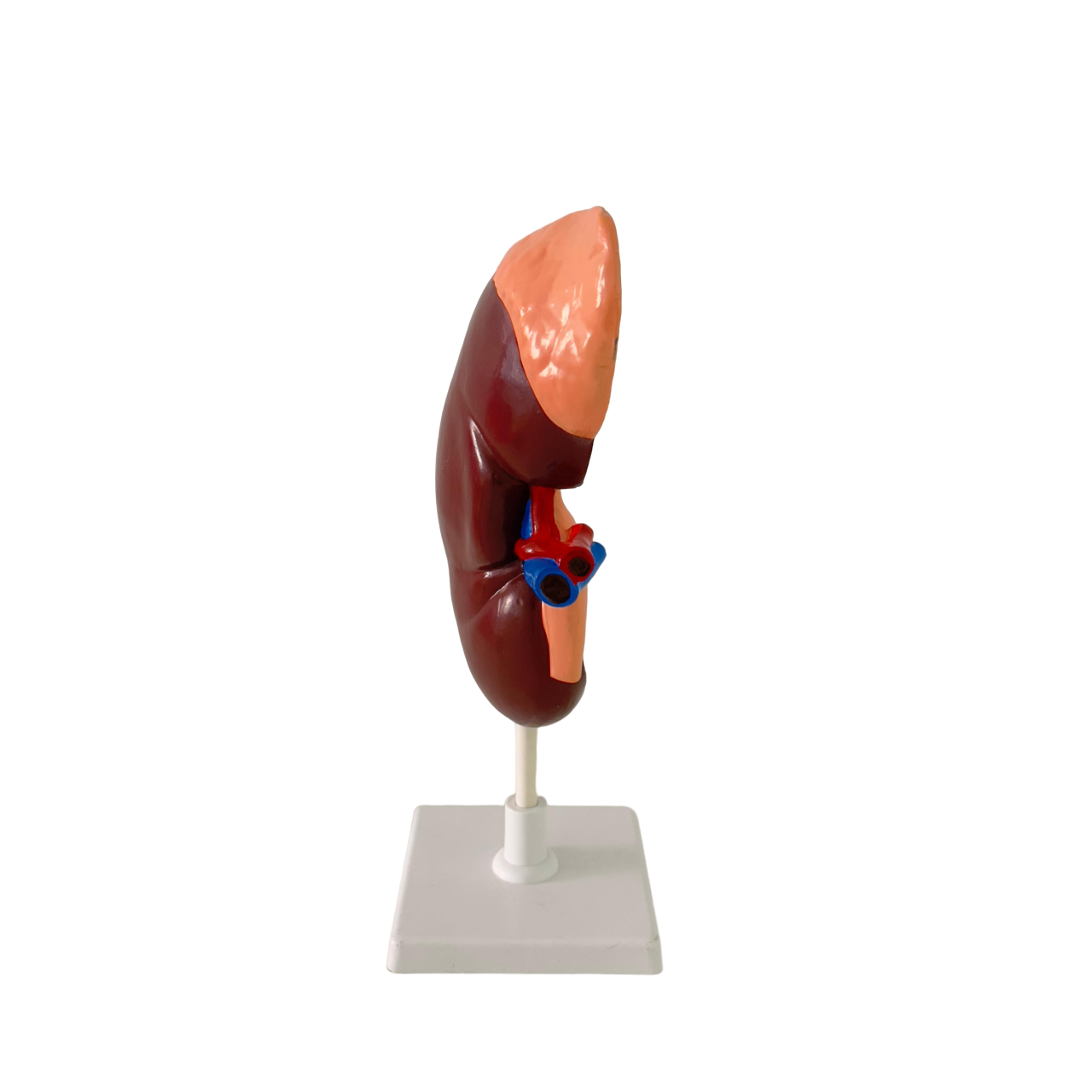 Human kidney model