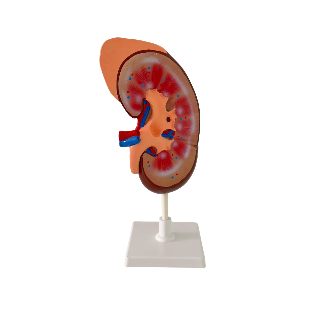 Human kidney model