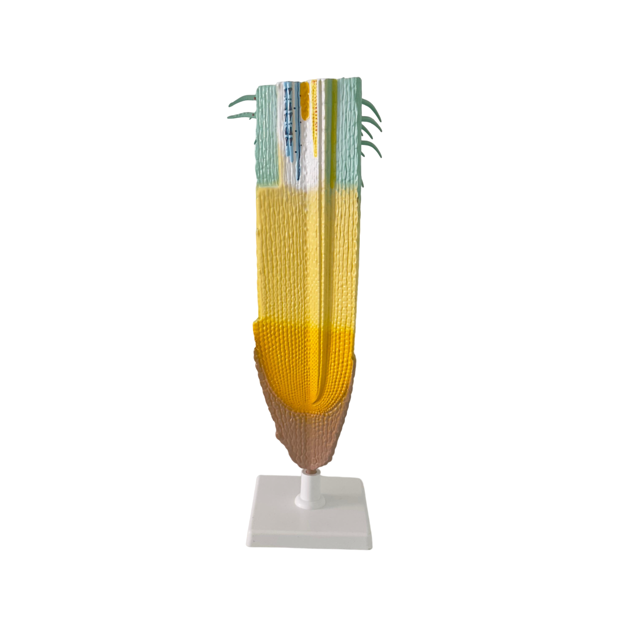 Monocot plant root model