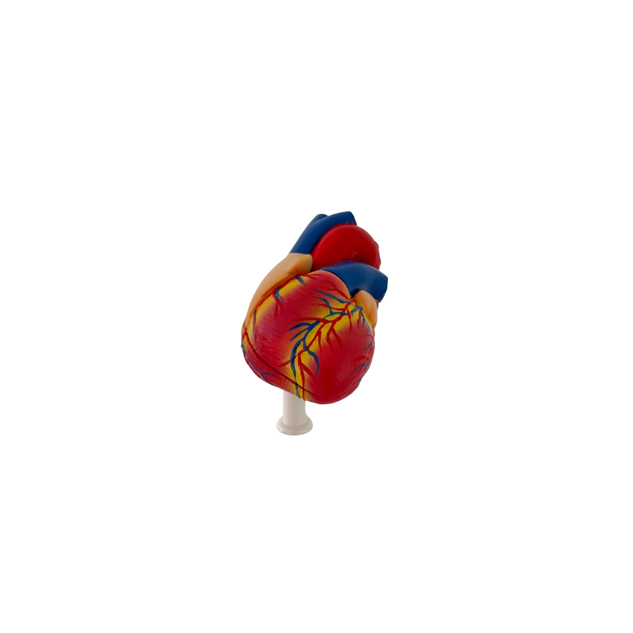 Anatomy Human Heart model life size