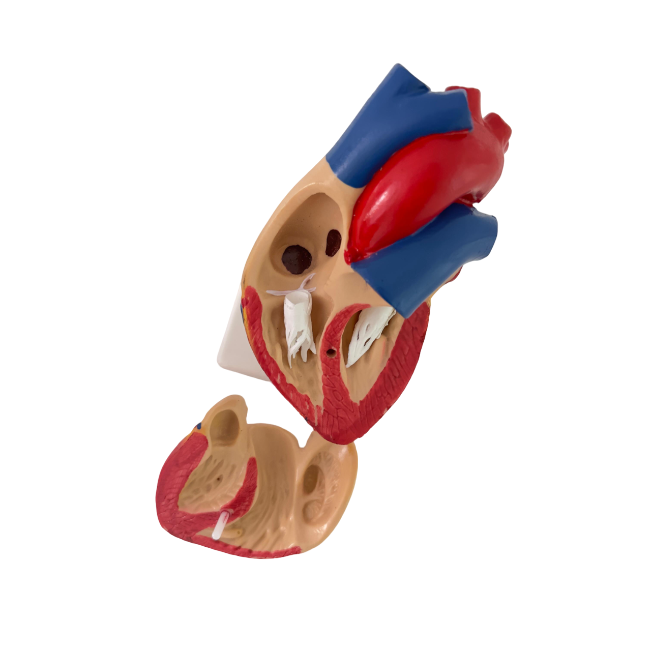 Anatomy Human Heart model life size