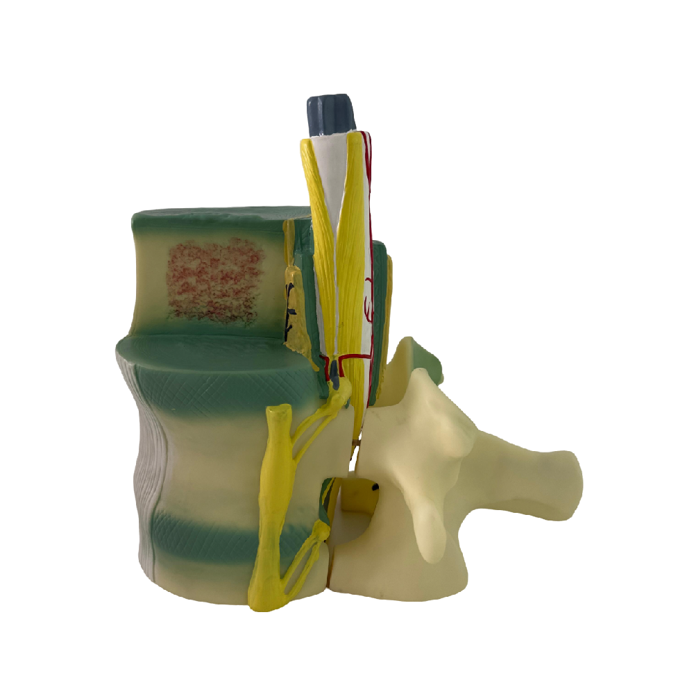 Spinal cord model