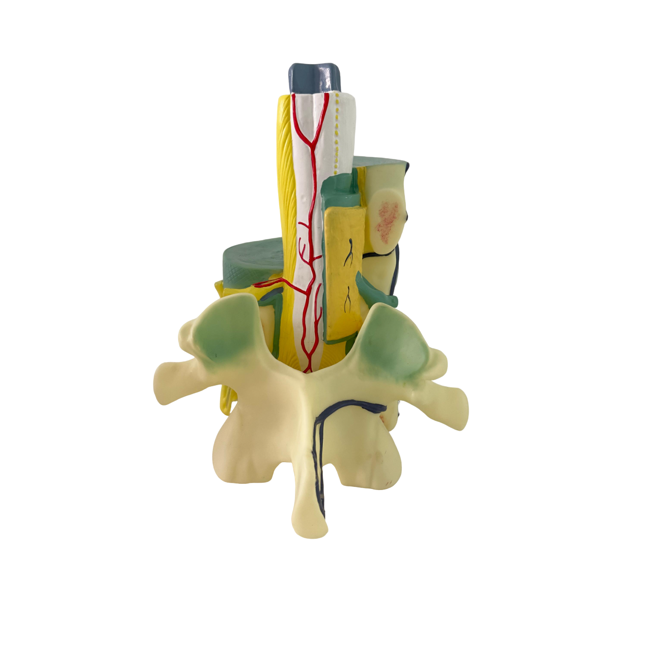 Spinal cord model