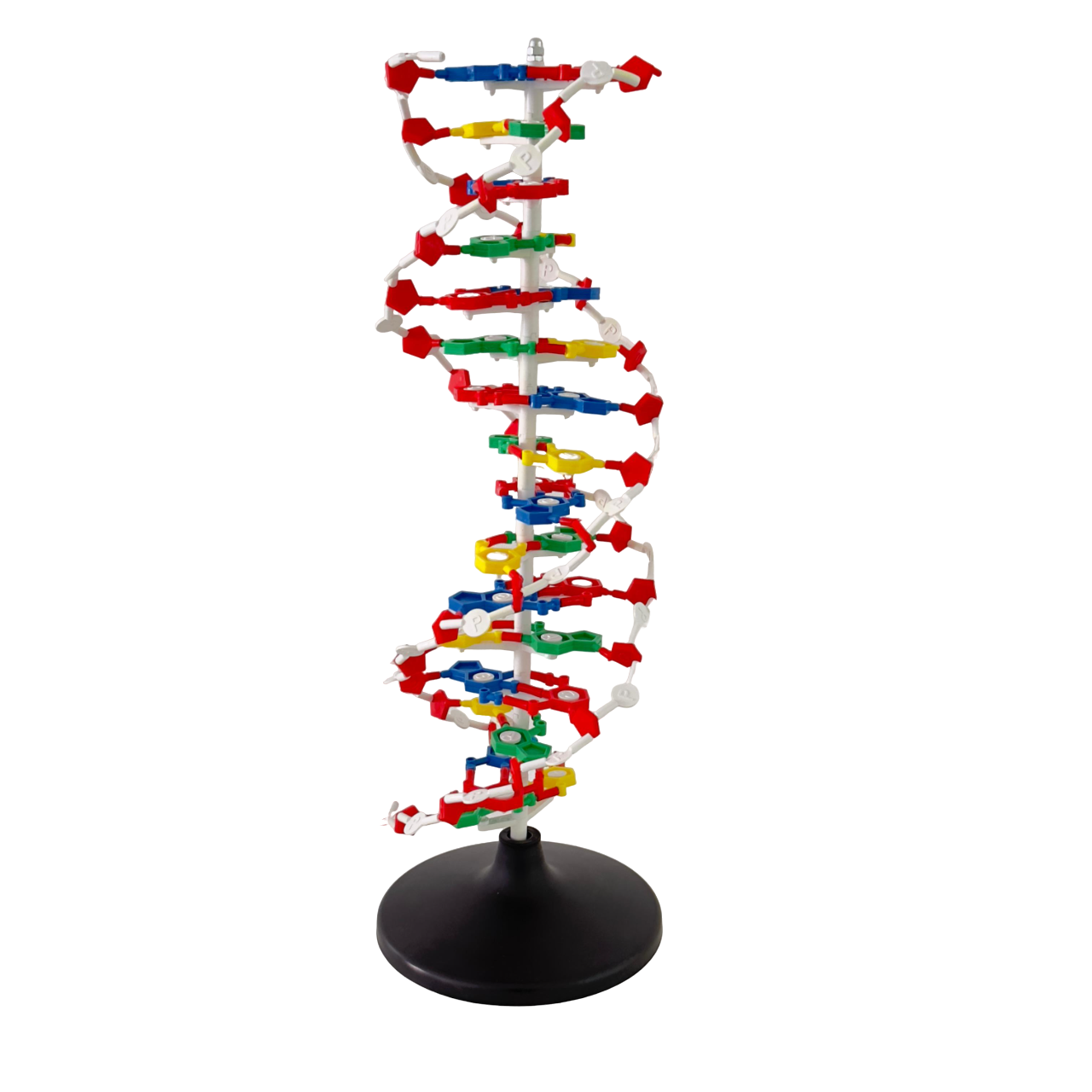 DNA Structure Model