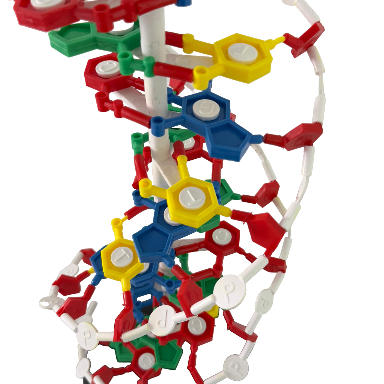 DNA Structure Model