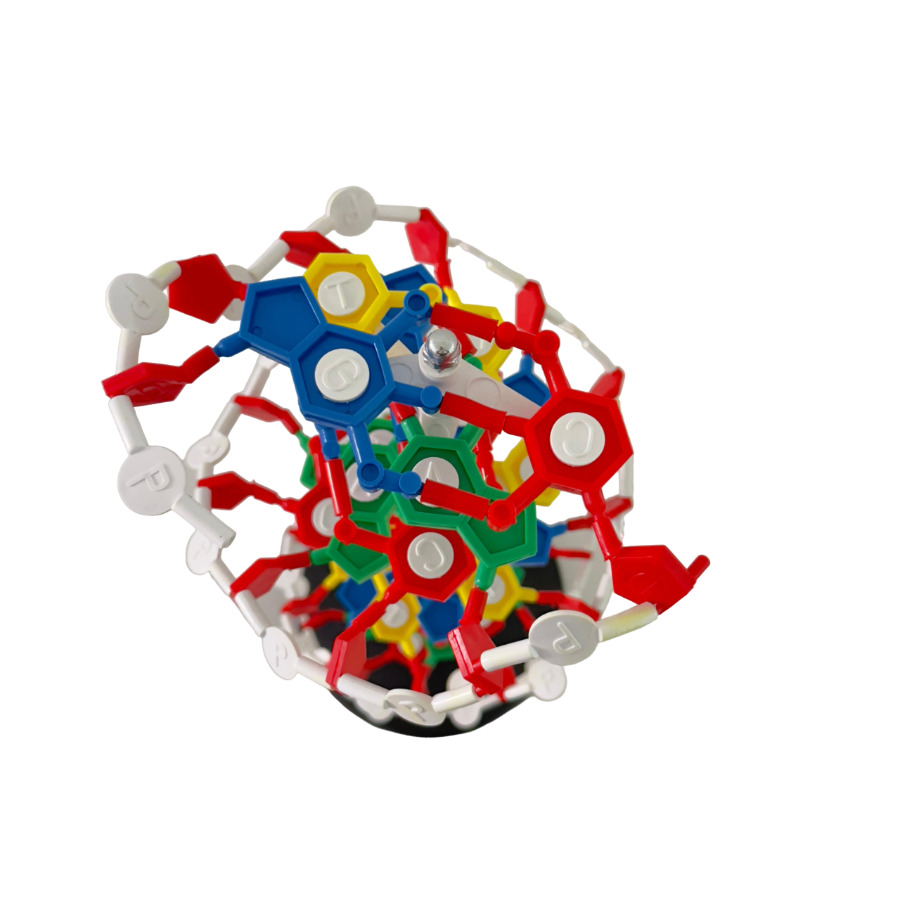 DNA Structure Model