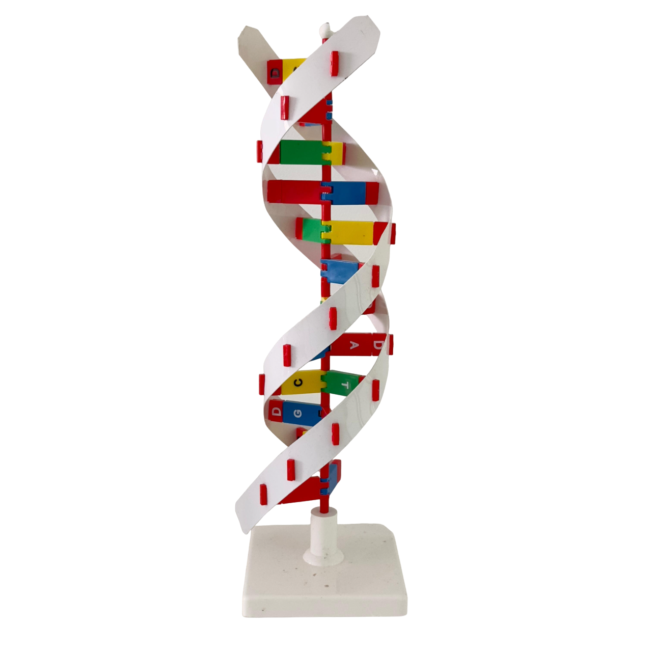 RNA structure model