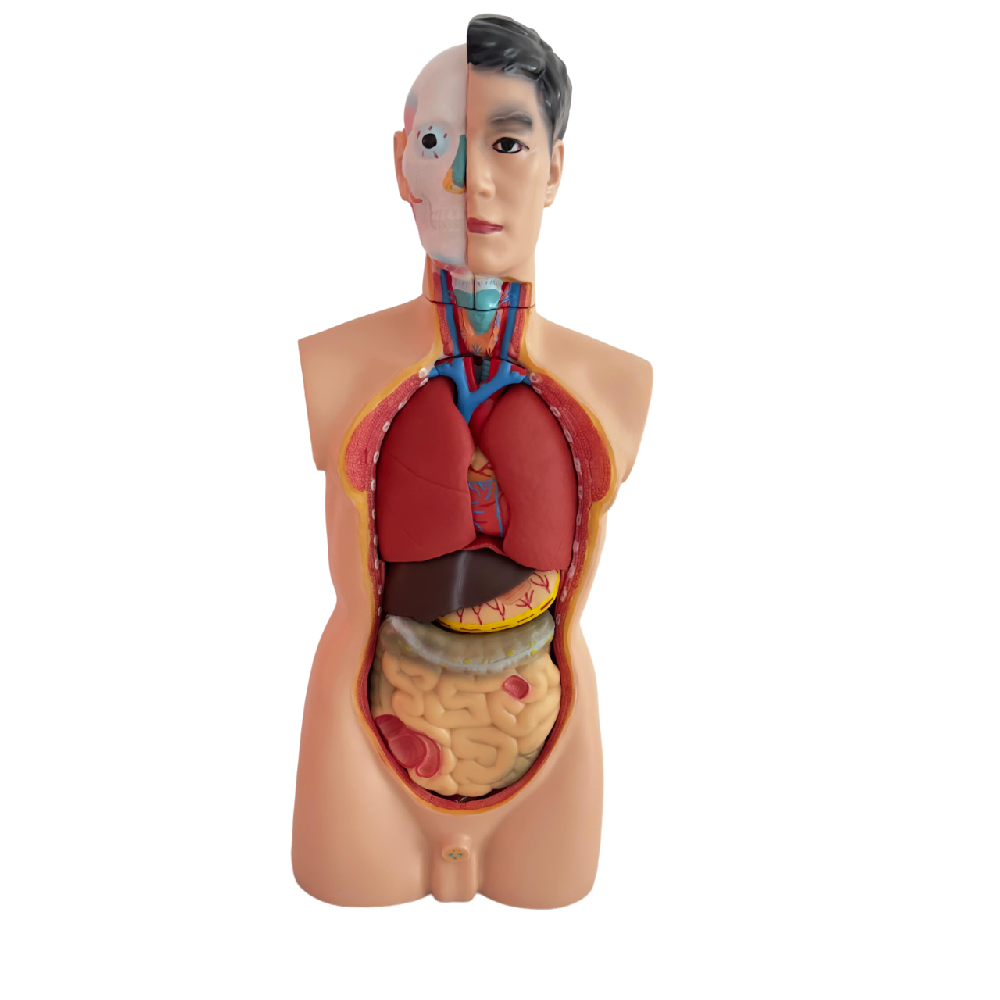 Anatomical Human Torso Model