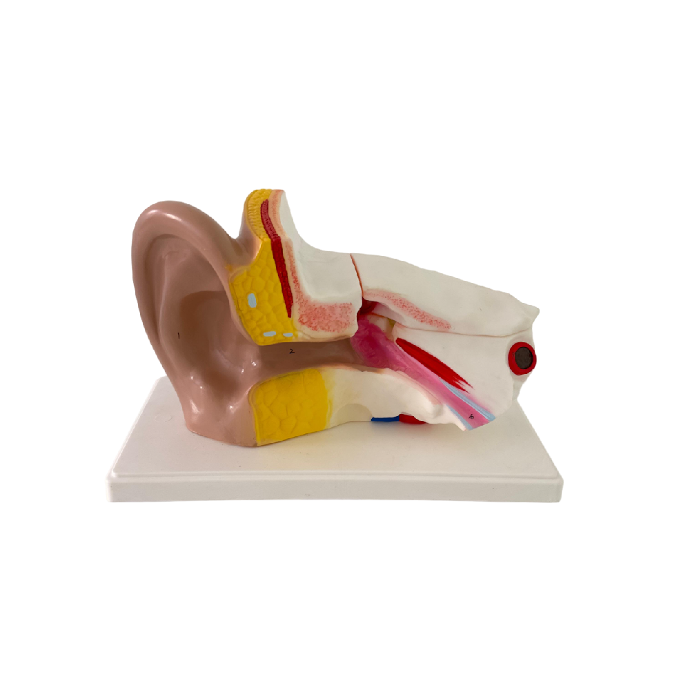 Human Ear Model