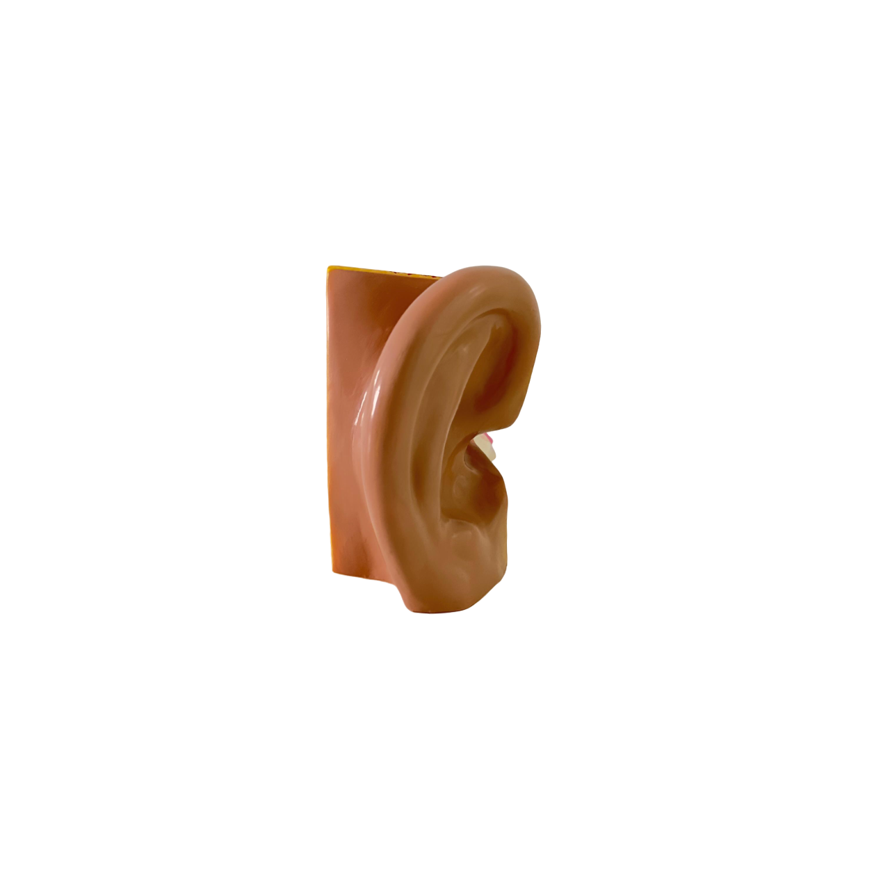 Human Ear Model