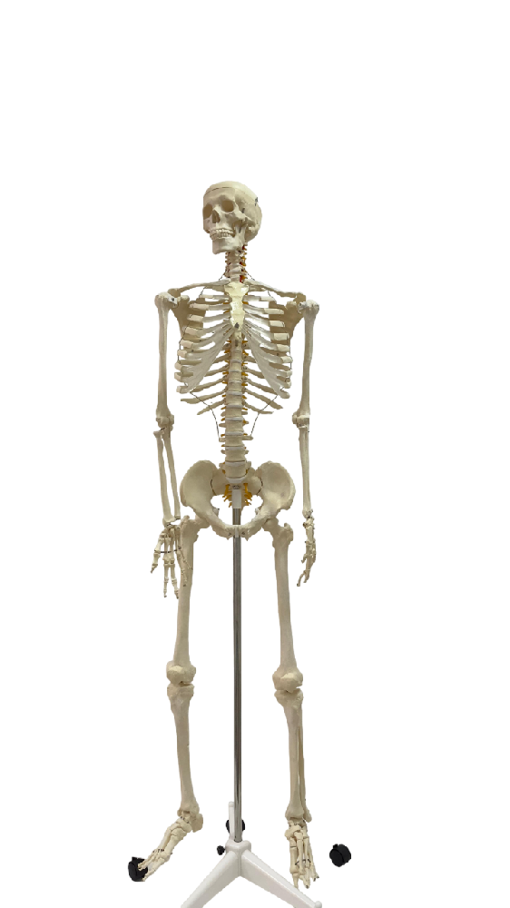 human skeleton model