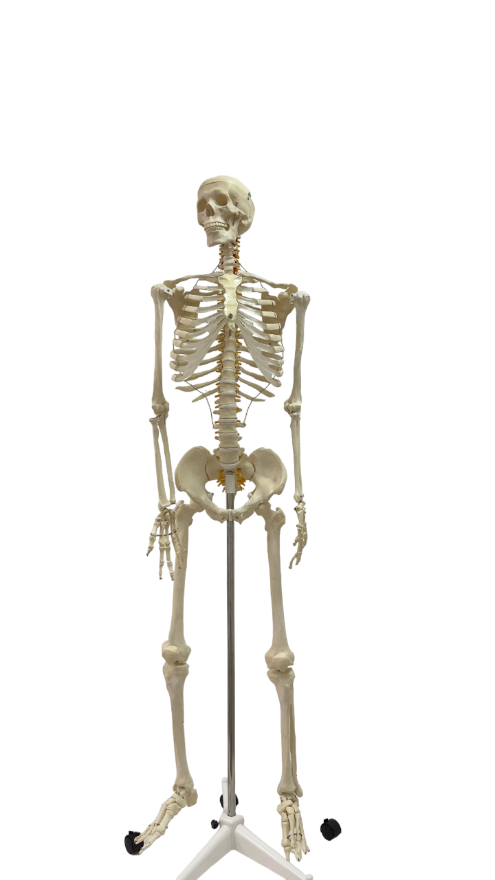 human skeleton model