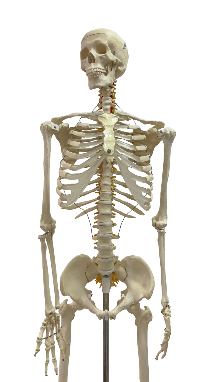 human skeleton model