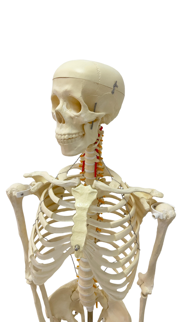 human skeleton model