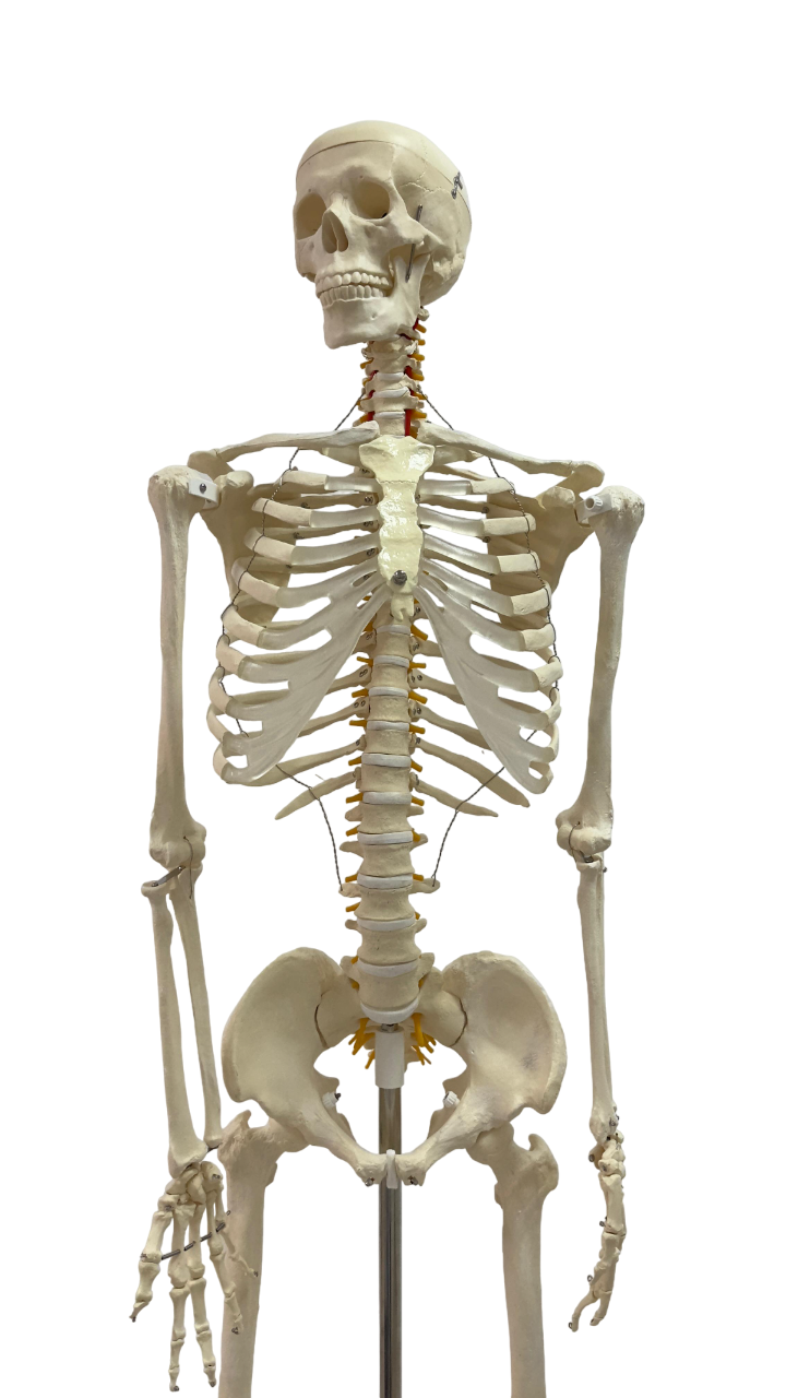 human skeleton model