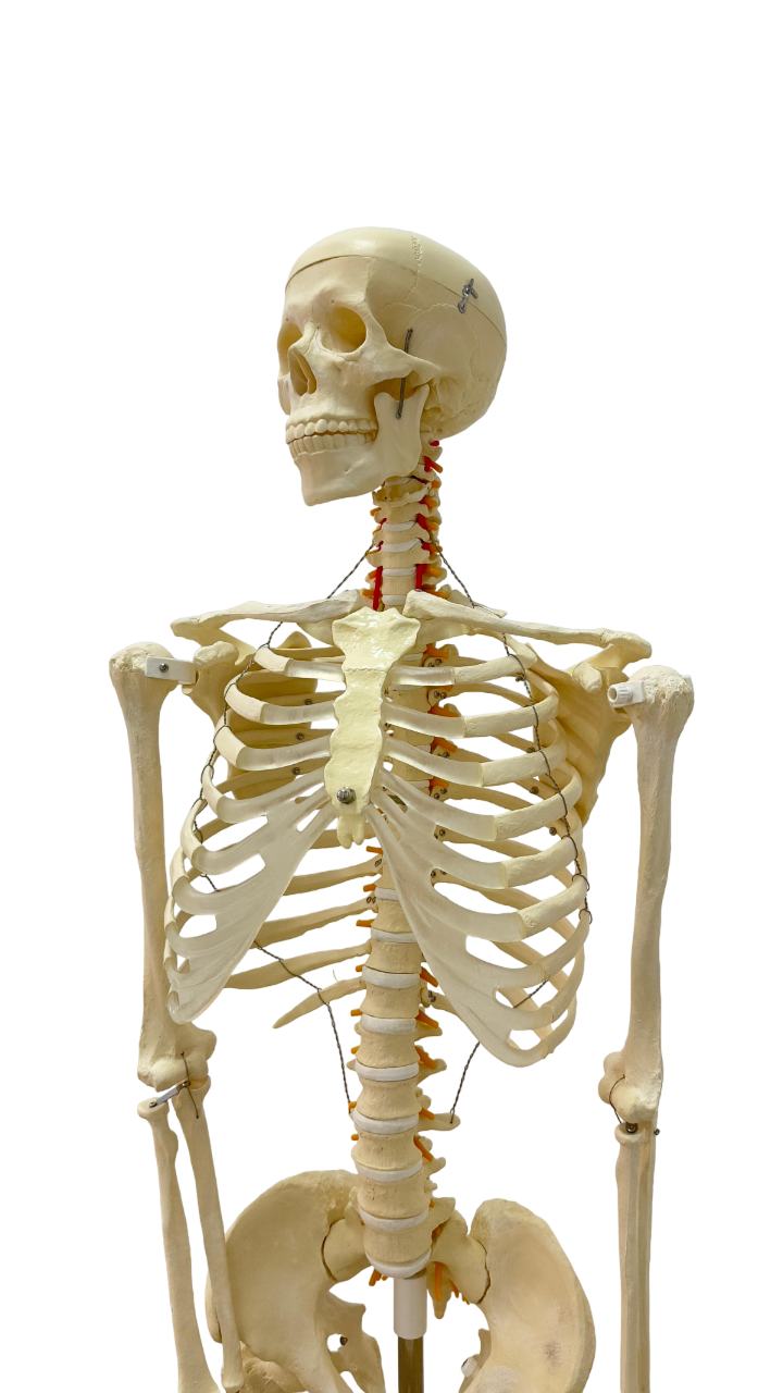 human skeleton model